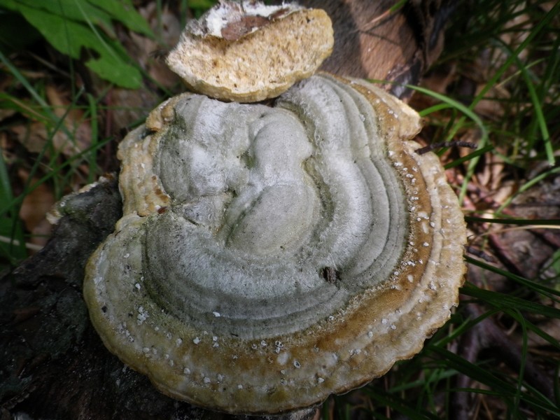 Trametes con forfora